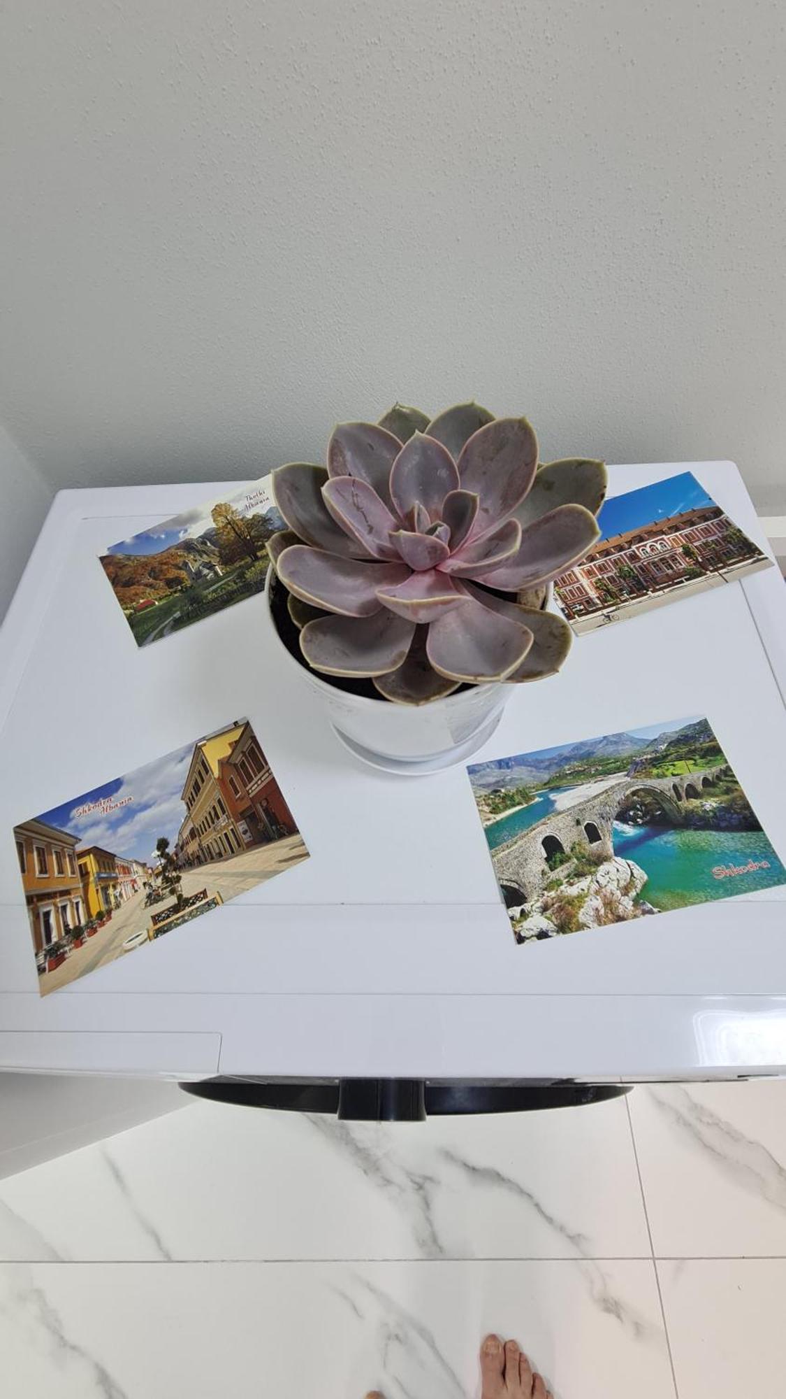 Dei Cozy Apartment Shkodër Esterno foto